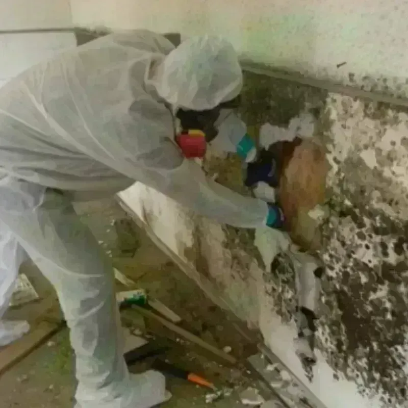 Mold Remediation and Removal in Carey, OH